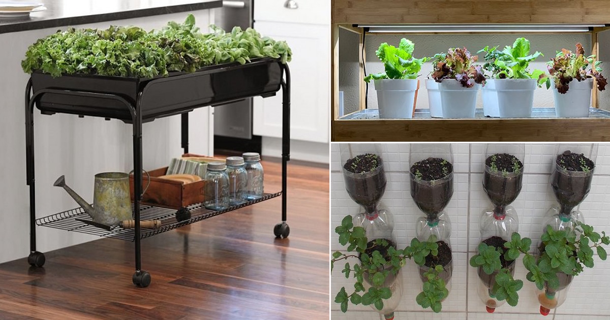 9 Essential Guidelines for Thriving Indoor Vegetable Gardening: Choosing Vegetables, Preparing Containers and More