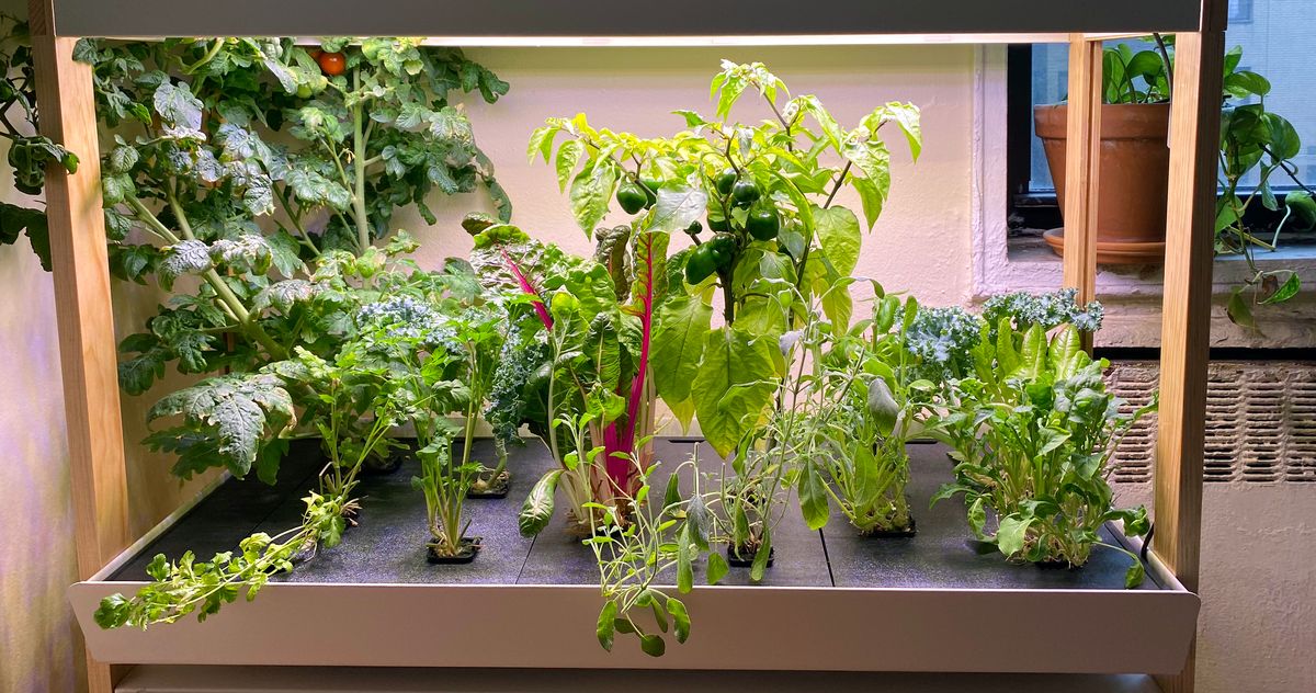 9 Steps to Perfect Your Indoor Herb Garden: Choosing Herbs, Pot Selection, Soil Preparation, Light Needs, Watering Schedule, Pruning Tips, Achieving Optimal Growth, Harvesting Methods, Seasonal Care