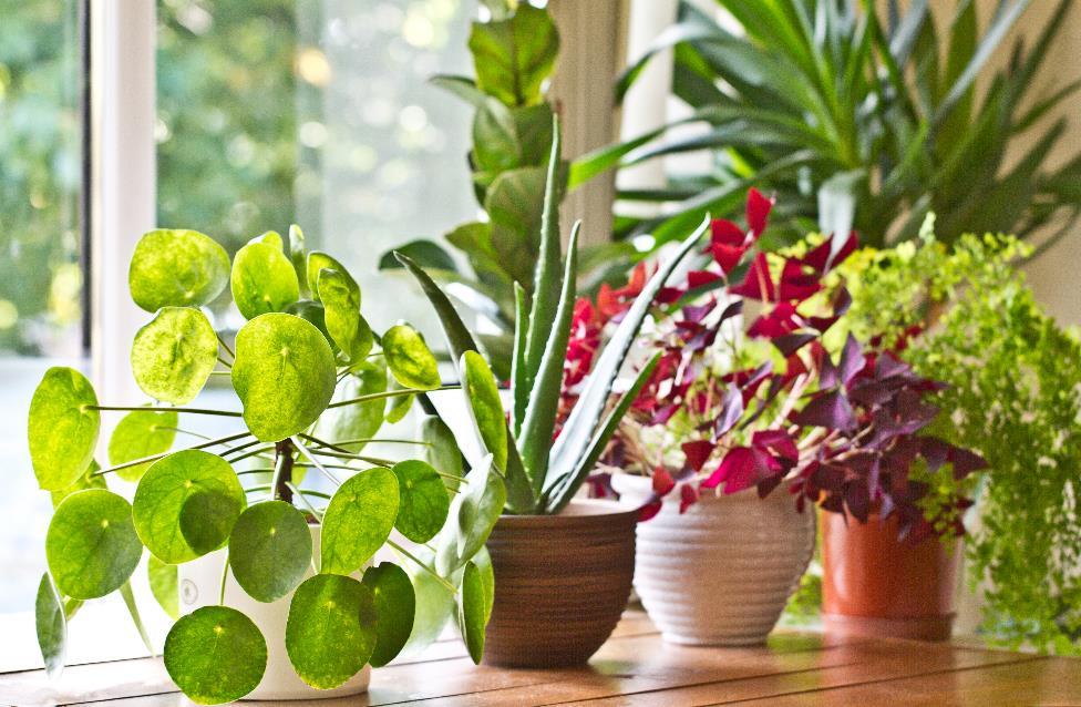 10 Must-Have Plants for Your Indoor Garden: Succulents, Ferns, Orchids, Air Plants, Pothos"