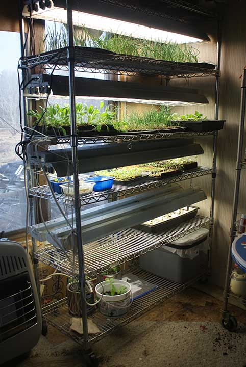 Top 7 Fundamentals of Indoor Gardening: Seed Starting, Light Requirements, and More!