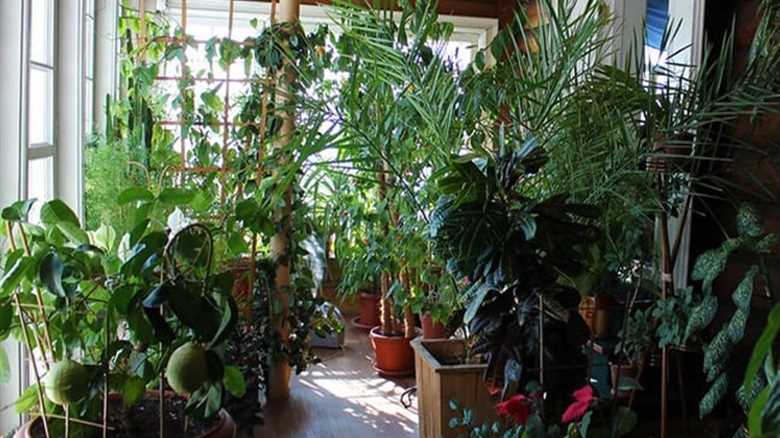 The Ultimate Beginner's Guide: An 8-Step Journey to Master Indoor Gardening